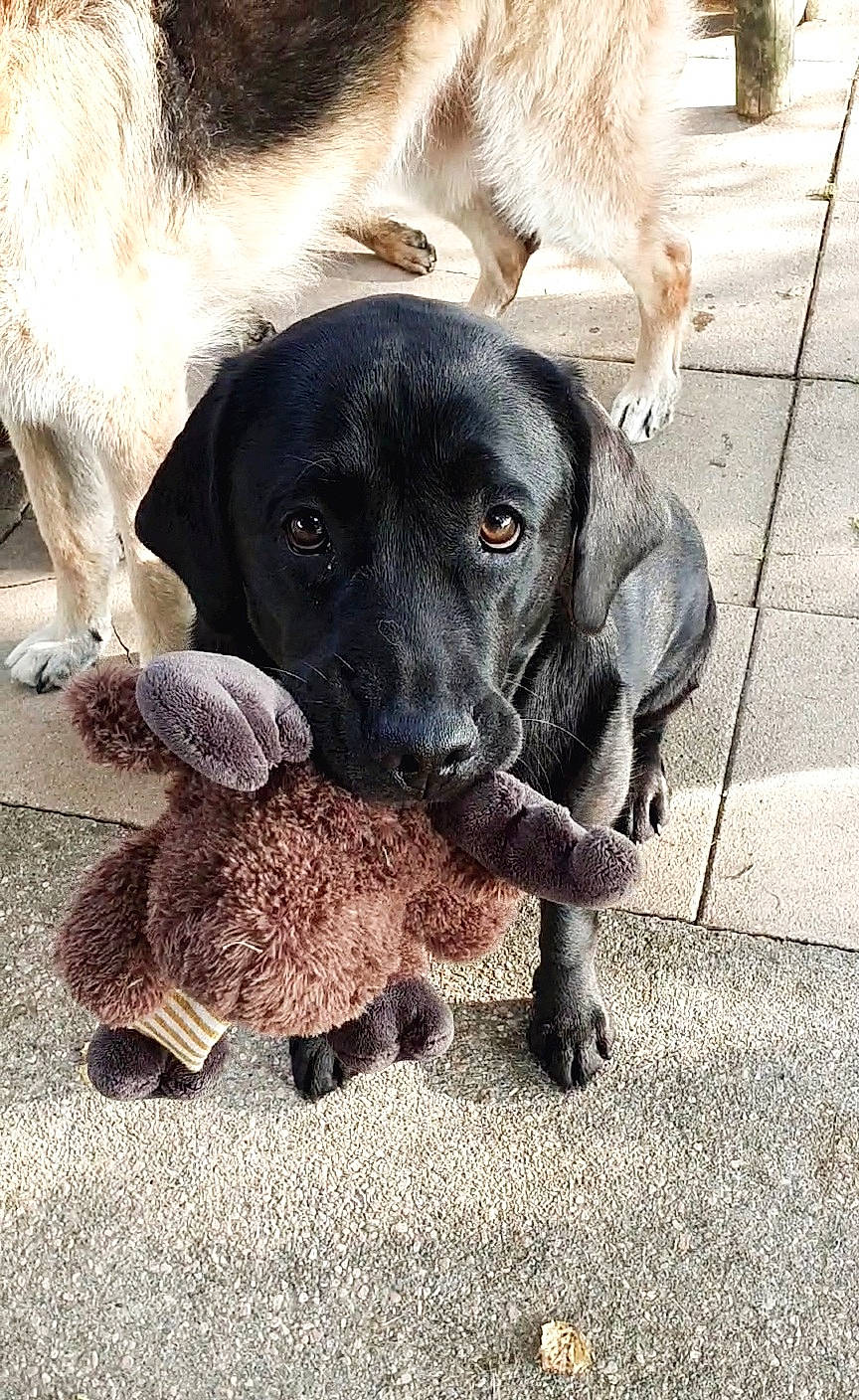 Yäky a rejoint le concours — aidez-le/la à gagner de superbes lots ! ball, borador, canidae, carnivore, collar, companion_dog, dog, dog_breed, dog_collar, fur, gun_dog, mammal, paw, pointing_breed, retriever, snout, sporting_group, street_dog, vertebrate, working_animal