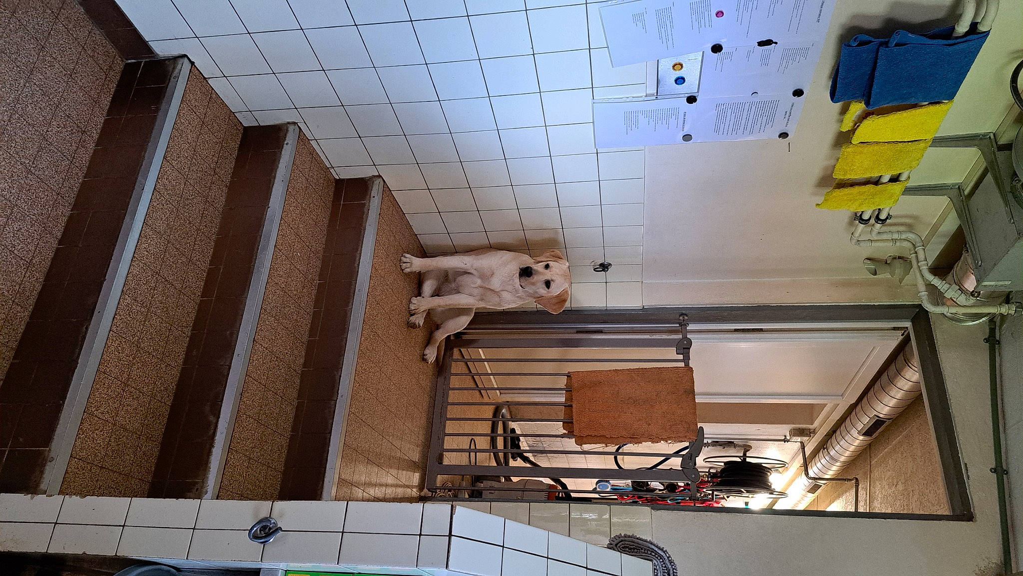 Nala a rejoint le concours — aidez-le/la à gagner de superbes lots ! architecture, art, building, ceiling, daylighting, engineering, floor, flooring, handrail, hardwood, house, interior_design, machine, metal, property, room, space, stairs, urban_design, wood