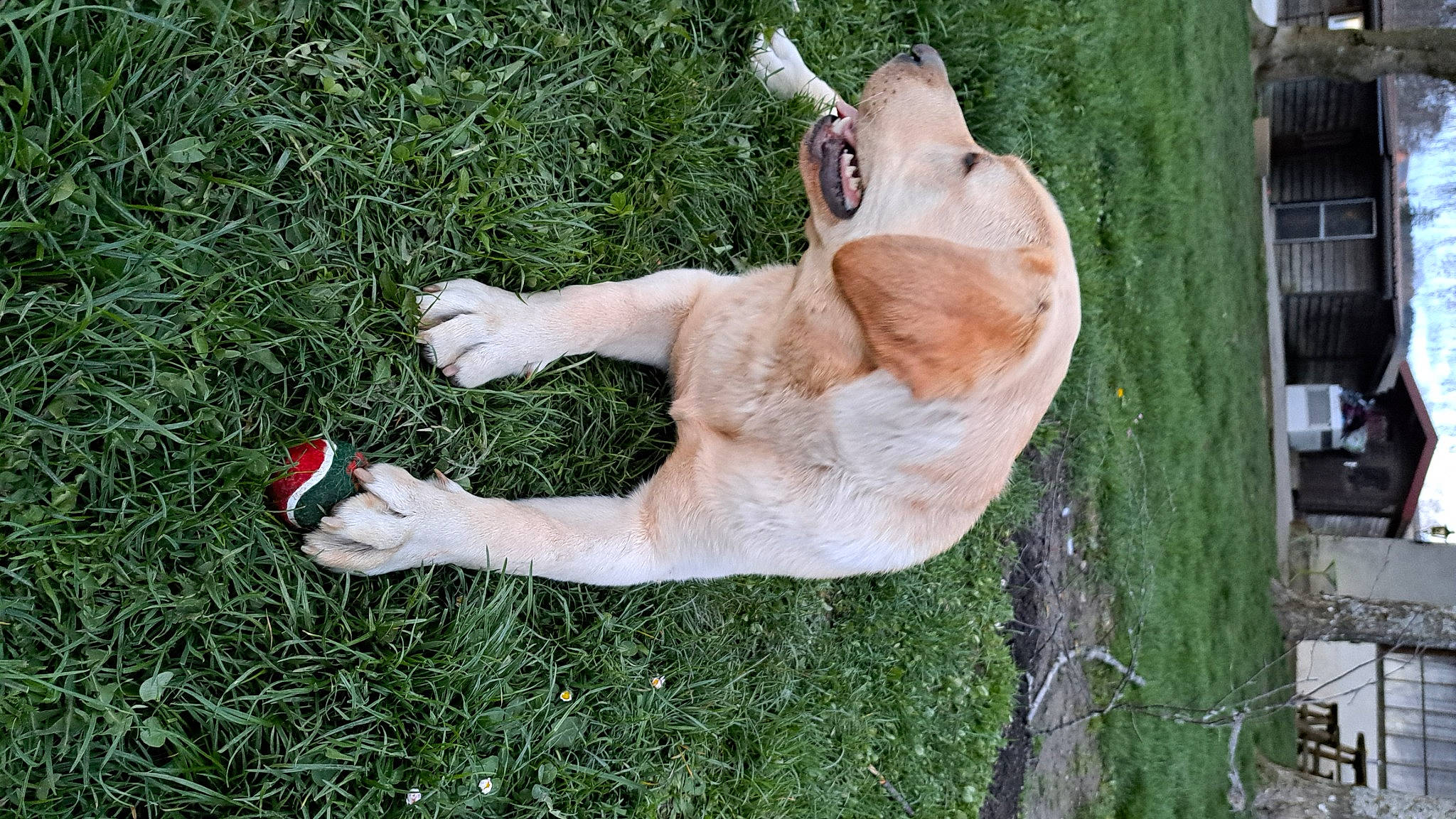 Nala a rejoint le concours — aidez-le/la à gagner de superbes lots ! canidae, carmine, carnivore, collar, companion_dog, dog, dog_breed, dog_collar, fawn, felidae, grass, plant, snout, sporting_group, tail, terrestrial_animal, tree, trunk, wood, working_animal