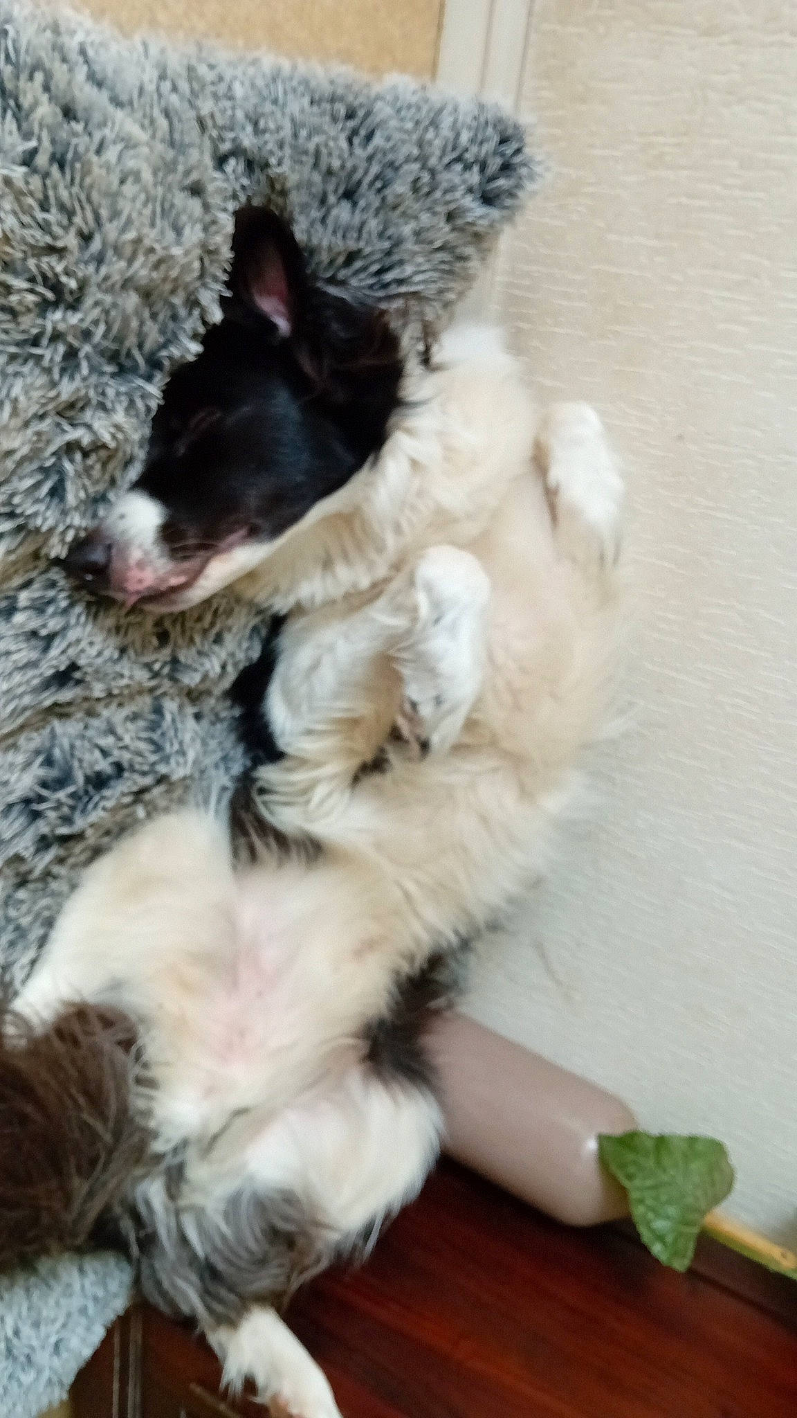 Bandy a rejoint le concours — aidez-le/la à gagner de superbes lots ! australian_collie, border_collie, bored, canidae, carnivore, claw, companion_dog, dog, dog_breed, fur, herding_dog, paw, pont_audemer_spaniel, puppy, snout, sporting_group, texas_heeler, whiskers, working_animal, working_dog