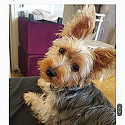 Tina a rejoint le concours — aidez-le/la à gagner de superbes lots ! airedale, animal, architecture, building, canine, chair, cockerspaniel, couch, cushion, dog, furniture, homedecor, hound, indoors, livingroom, pet, poodle, puppy, room, terrier