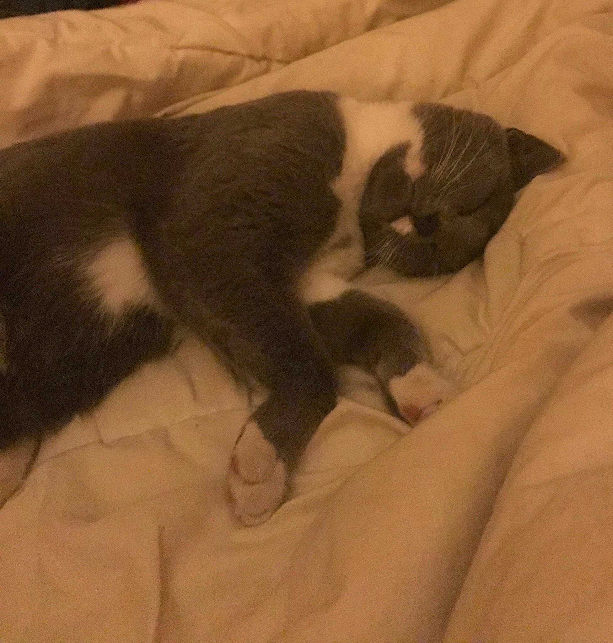 Pop Corne participe au concours pour gagner de l'argent avec cette photo : carnivore, cat, ear, felidae, fur, kitten, nap, sleep, small_to_medium_sized_cats, snout, tail, whiskers