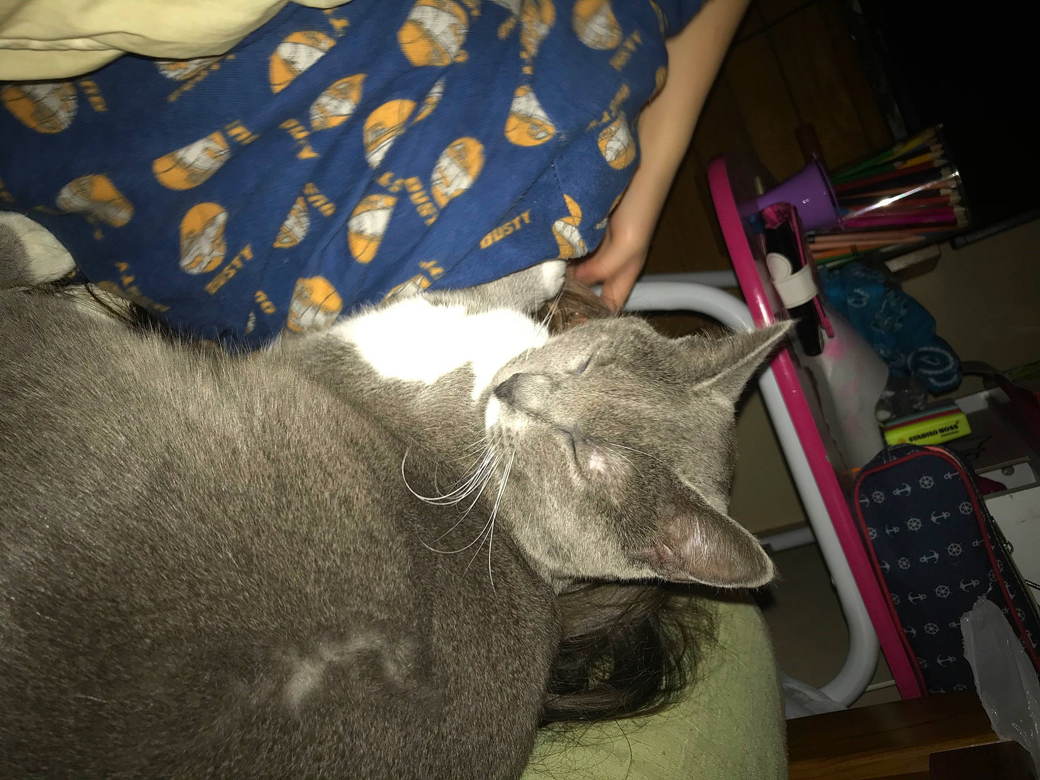 Pop Corne a rejoint le concours — aidez-le/la à gagner de superbes lots ! carnivore, cat, ear, fawn, felidae, russian_blue, small_to_medium_sized_cats, snout, whiskers