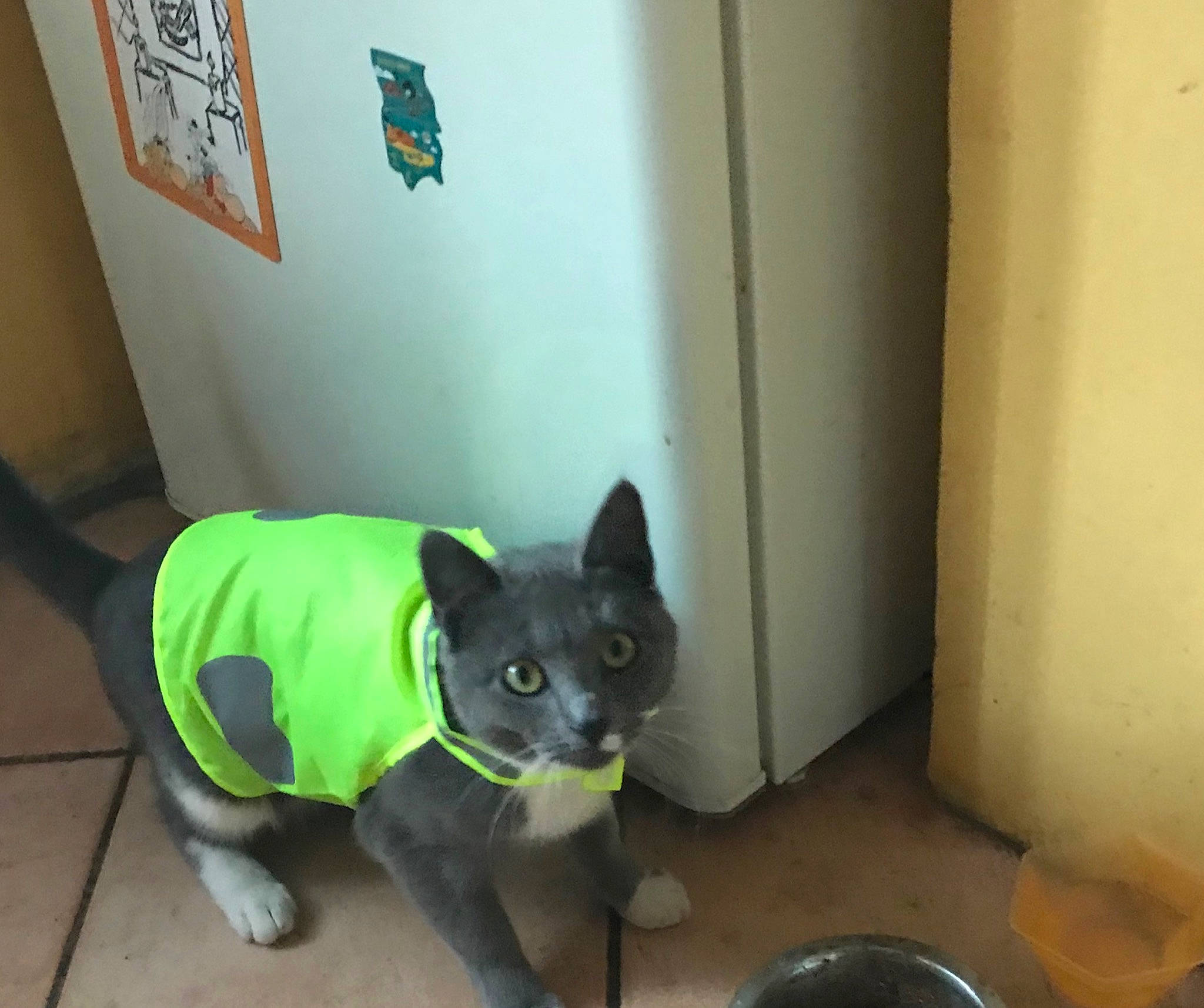 Pop Corne participe au concours pour gagner de l'argent avec cette photo : carnivore, cat, domestic_short_haired_cat, felidae, floor, flooring, korat, russian_blue, small_to_medium_sized_cats, tail, tile, whiskers