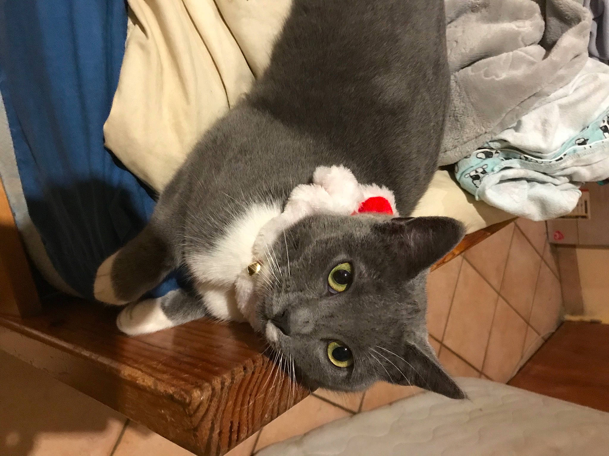 Popcorn participe au concours pour gagner de l'argent avec cette photo : british_shorthair, carnivore, cat, chartreux, comfort, domestic_short_haired_cat, felidae, fur, korat, russian_blue, small_to_medium_sized_cats, snout, terrestrial_animal, vertebrate, whiskers