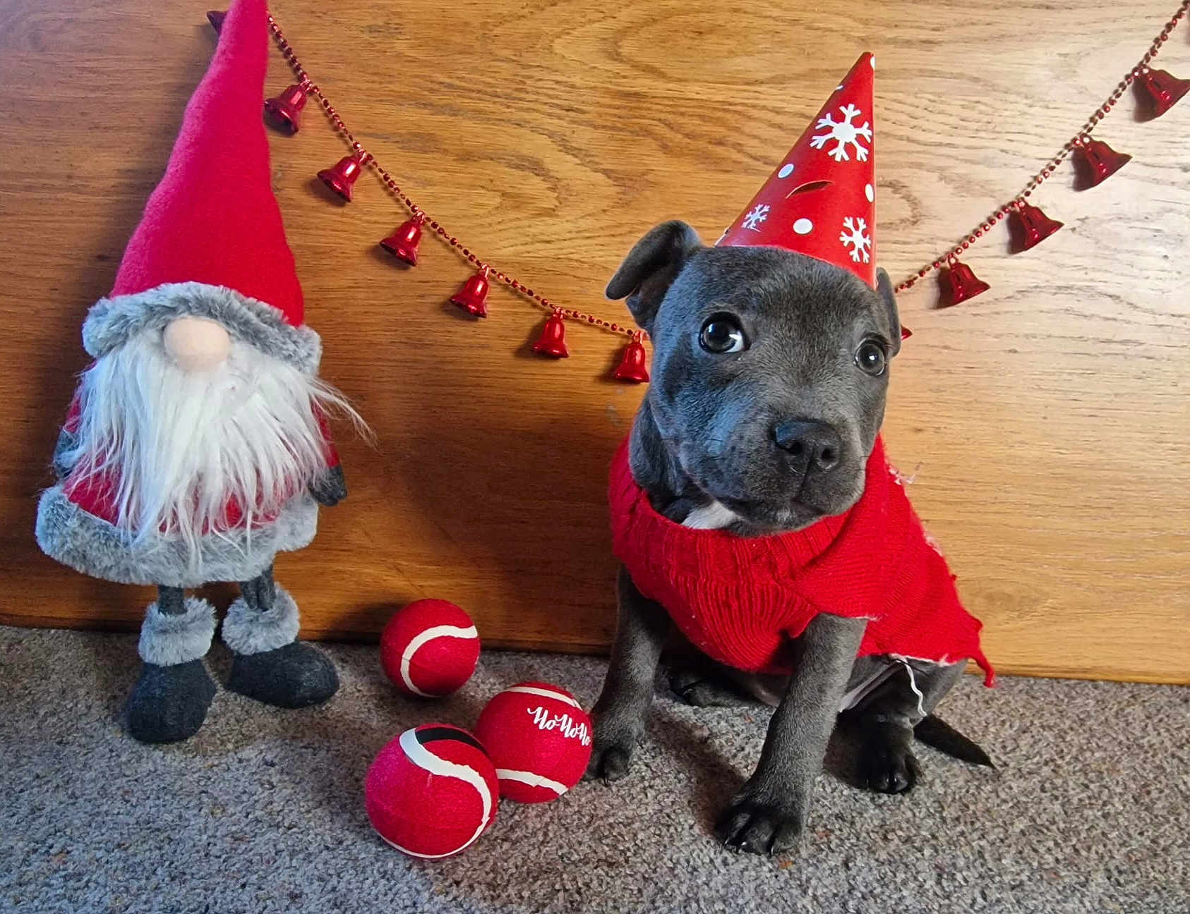 Daisy is registered to the contest to win money with this photo: animal, ball, canine, cap, clothing, costume, dog, face, hat, head, hound, person, pet, photography, portrait, puppy, sport, tennis, tennisball, wood