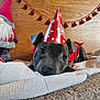 Daisy joined the competition — help win amazing prizes! animal, canine, cap, clothing, costume, dog, face, hat, head, homedecor, hood, hound, linen, pants, partyhat, person, pet, photography, portrait, puppy