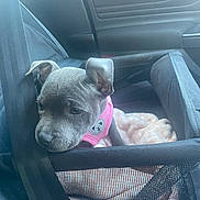 Daisy joined the competition — help win amazing prizes! accessories, animal, belt, blanket, bulldog, canine, car, car_interior, carseat, cushion, dog, face, head, homedecor, hound, infantbed, pet, puppy, transportation, vehicle
