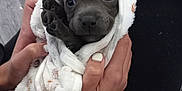 Daisy is registered to the contest to win money with this photo: animal, baby, blanket, bodypart, bulldog, canine, chihuahua, couch, dog, finger, furniture, hand, hound, labradorretriever, person, pet, pitbull, puppy, snout, towel
