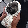 animal, baby, blanket, bodypart, bulldog, canine, chihuahua, couch, dog, finger, furniture, hand, hound, labradorretriever, person, pet, pitbull, puppy, snout, towel