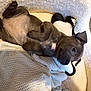 Daisy joined the competition — help win amazing prizes! animal, blanket, bostonbull, boxer, bulldog, canine, chihuahua, couch, dog, frenchbulldog, furniture, homedecor, hound, labradorretriever, linen, pet, pitbull, puppy, snout, terrier