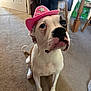 adorable, animal, brown_and_white, canine, carpet, companion, cowboy_hat, cute, dog, domestic, floor, furniture, hat, household, indoor, looking_up, pet, pink_hat, portrait, sitting