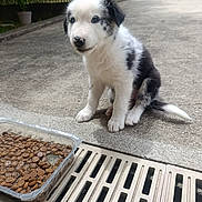 Balto participe au concours pour gagner de l'argent avec cette photo : puppy, dog, black_and_white, sitting, food, kibble, container, concrete, outdoor, pet, young_dog, closeup, waiting, cute, fur, tail, ears, snout, drain, garden