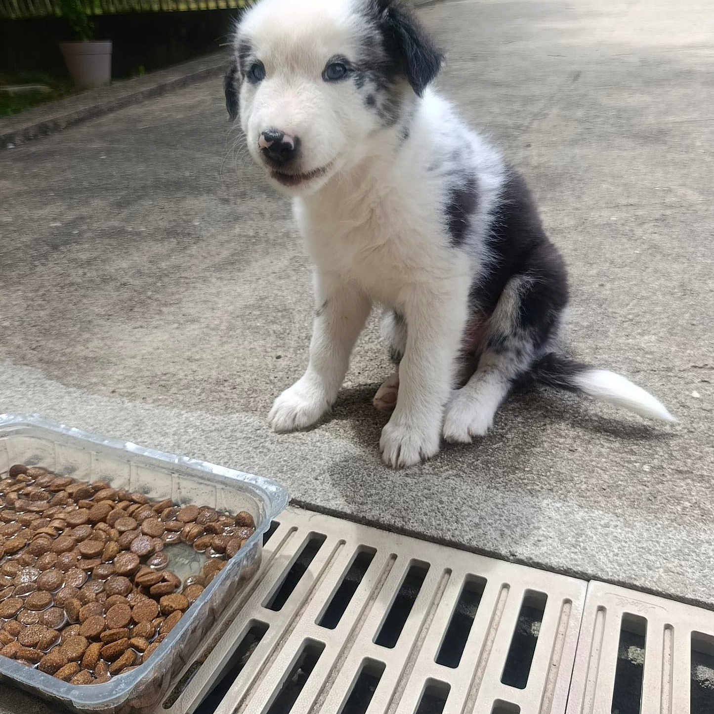 Balto
