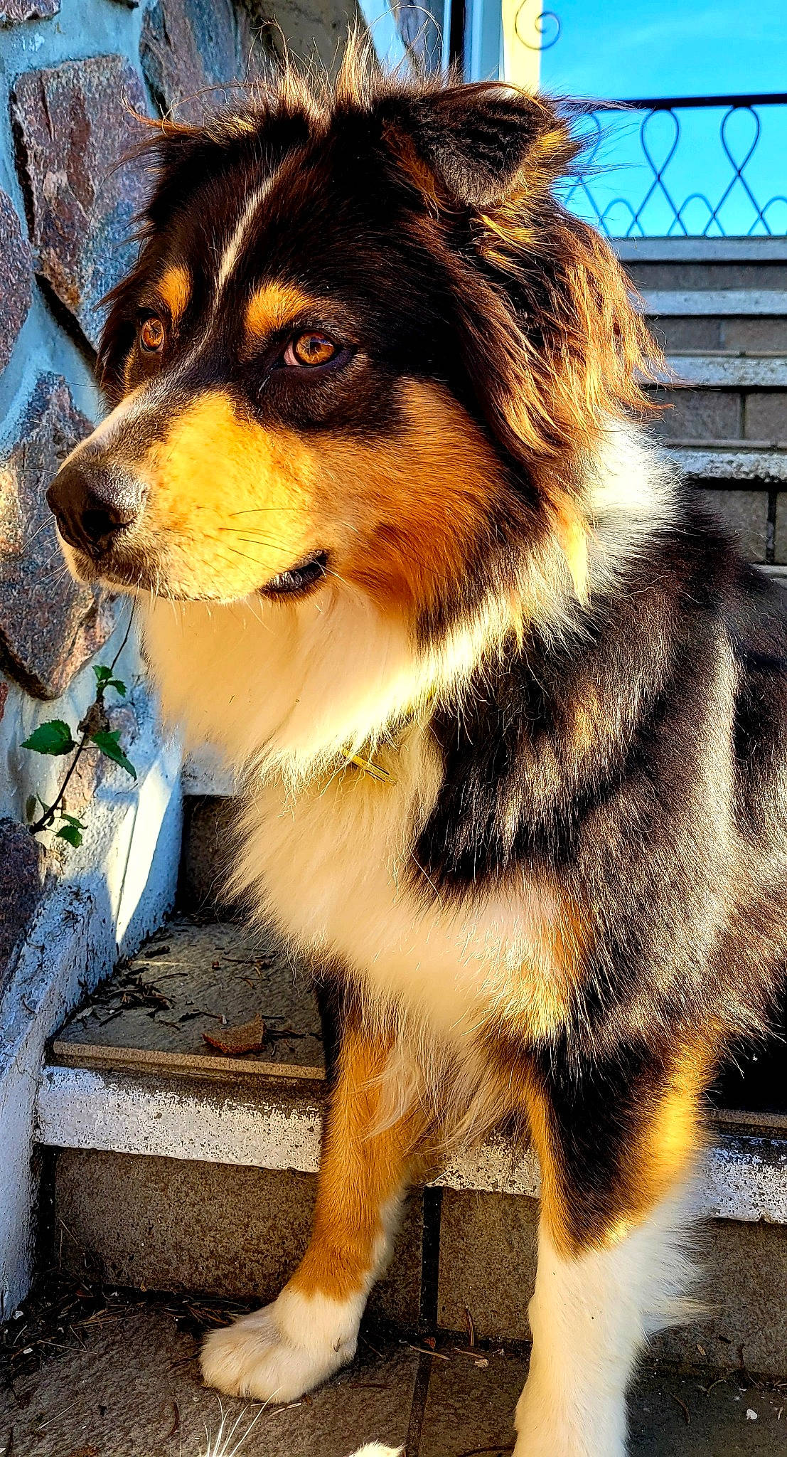 Pretty participe au concours pour gagner de l'argent avec cette photo : ancient_dog_breeds, australian_shepherd, canidae, carnivore, collar, companion_dog, dog, dog_breed, door, fur, herding_dog, photography, shadow, snout, sporting_group, tail, terrestrial_animal, whiskers, working_animal, working_dog