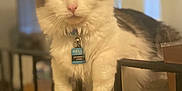 Sir Theodore joined the competition — help win amazing prizes! cat, fluffy, pet, indoor, railing, feline, white, brown, animal, collar, tag, closeup, portrait, domestic, relaxed, cute, whiskers, ears, home, resting