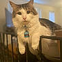 cat, fluffy, pet, indoor, railing, feline, white, brown, animal, collar, tag, closeup, portrait, domestic, relaxed, cute, whiskers, ears, home, resting