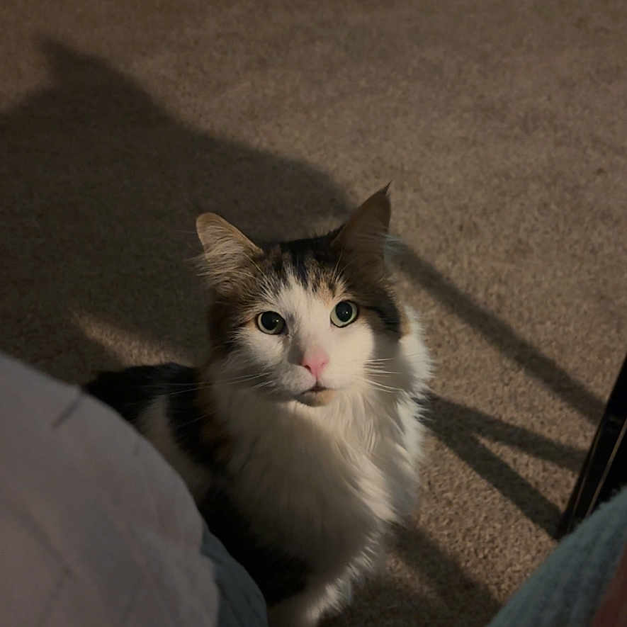 Sir Theodore is registered to the contest to win money with this photo: animal, ball, carpet, cat, cozy, curious, curled, domestic, feline, floor, fur, home, indoor, pet, pink_nose, playful, quiet, shadow, toys, wide_eyes