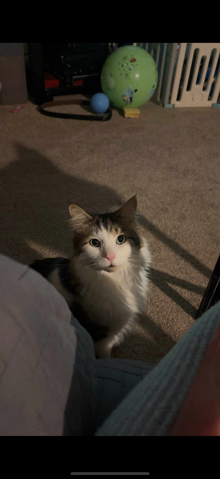 Sir Theodore is registered to the contest to win money with this photo: cat, indoor, carpet, toys, ball, curious, shadow, pet, feline, domestic, animal, fur, wide_eyes, pink_nose, quiet, home, floor, playful, cozy, curled