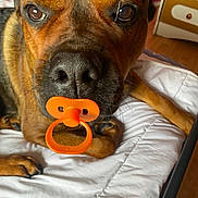 Athena a rejoint le concours — aidez-le/la à gagner de superbes lots ! dog, close_up, bed, pacifier, orange, brown, pet, animal, indoor, cute, playful, lying_down, fur, snout, whiskers, paw, nose, domestic_animal, muzzle, resting