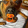 dog, close_up, bed, pacifier, orange, brown, pet, animal, indoor, cute, playful, lying_down, fur, snout, whiskers, paw, nose, domestic_animal, muzzle, resting