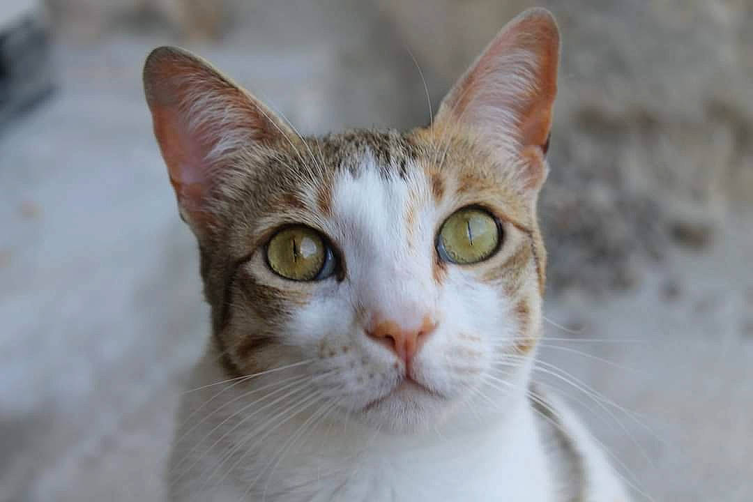 Dora participe au concours pour gagner de l'argent avec cette photo : carnivore, cat, domestic_short_haired_cat, eye, fawn, felidae, fur, head, human_body, small_to_medium_sized_cats, tree, whiskers, wildlife