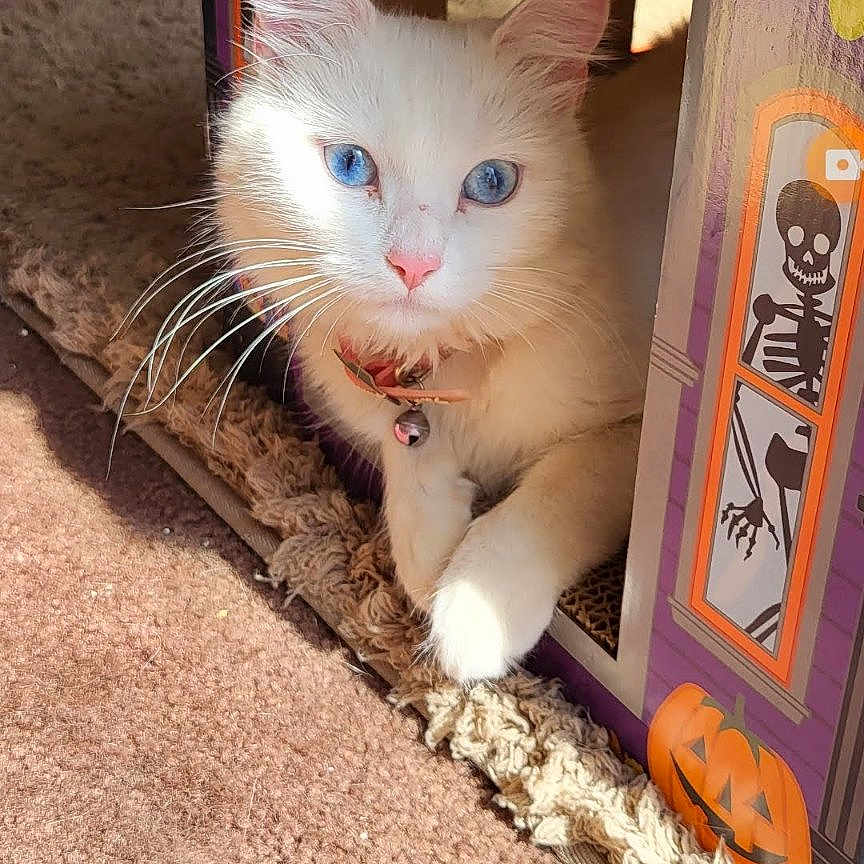Ralli joined the competition — help win amazing prizes! abyssinian, angora, animal, architecture, book, building, cat, computerhardware, electronics, hardware, indoors, kitten, manx, outdoors, pet, pig, publication, shelter, siamese, text