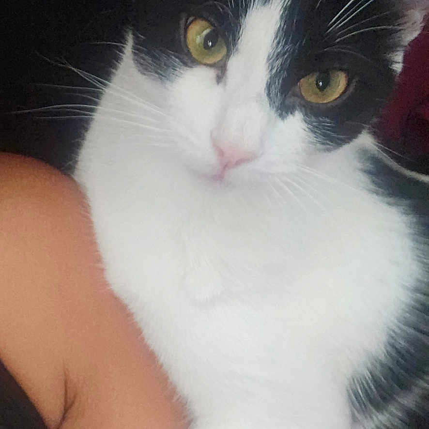 Bella