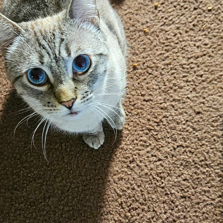 Gatti
