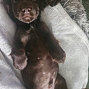 Arnie joined the competition — help win amazing prizes! puppy, dog, brown_dog, lying_down, blanket, fur, pet, cute, soft_texture, indoor, playful, toy, rope_toy, cozy, floppy_ears, animal, young_dog, looking_up, belly_up, resting