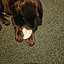 puppy, dog, brown, carpet, indoor, pet, animal, paw, wooden_tag, sniffing, lying_down, cozy, soft_light, cute, young_dog, close_up, floor, playful, domestic, fur