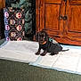 Arnie joined the competition — help win amazing prizes! puppy, dog, black_dog, pet, carpet, wooden_cabinet, indoor, floor_pad, cute, small_dog, animal_clothing, furniture, container, patterned, brown, green_carpet, home, decor, sitting, looking