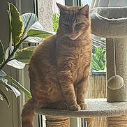 Simba a rejoint le concours — aidez-le/la à gagner de superbes lots ! cat, orange_tabby, cat_tree, indoor_plant, window, greenery, pet, feline, animal, domestic_cat, fur, tail, sitting, contemplative, sunlight, home_interior, cozy, scratching_post, resting, nature_outside