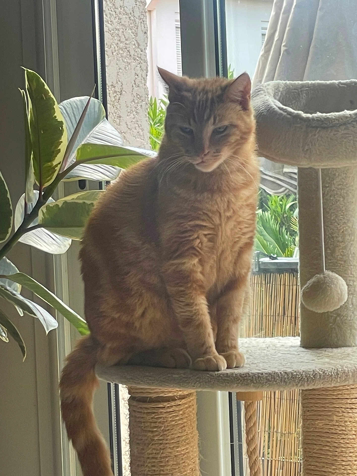 Simba