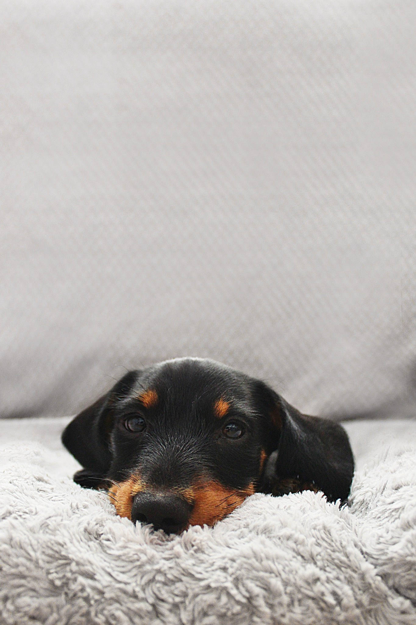 Aeroo joined the competition — help win amazing prizes! canidae, carnivore, comfort, companion_dog, dog, dog_breed, fur, grey, guard_dog, hunting_dog, paw, puppy, snout, snow, sporting_group, terrestrial_animal, whiskers, working_animal, working_dog