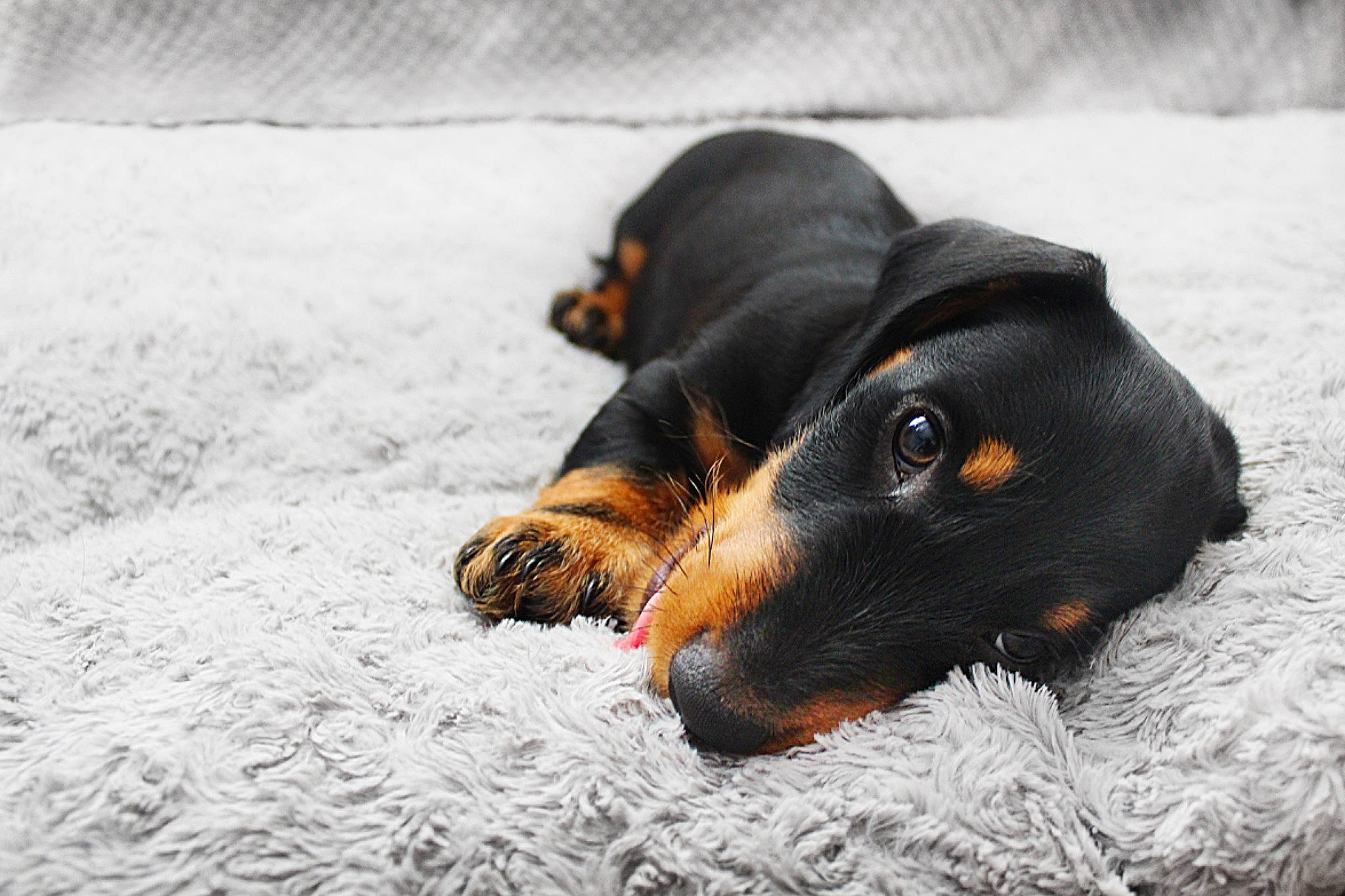 Aero is registered to the contest to win money with this photo: canidae, carnivore, companion_dog, dog, dog_breed, freezing, fur, liquid, natural_material, snout, snow, sporting_group, terrestrial_animal, winter, working_dog