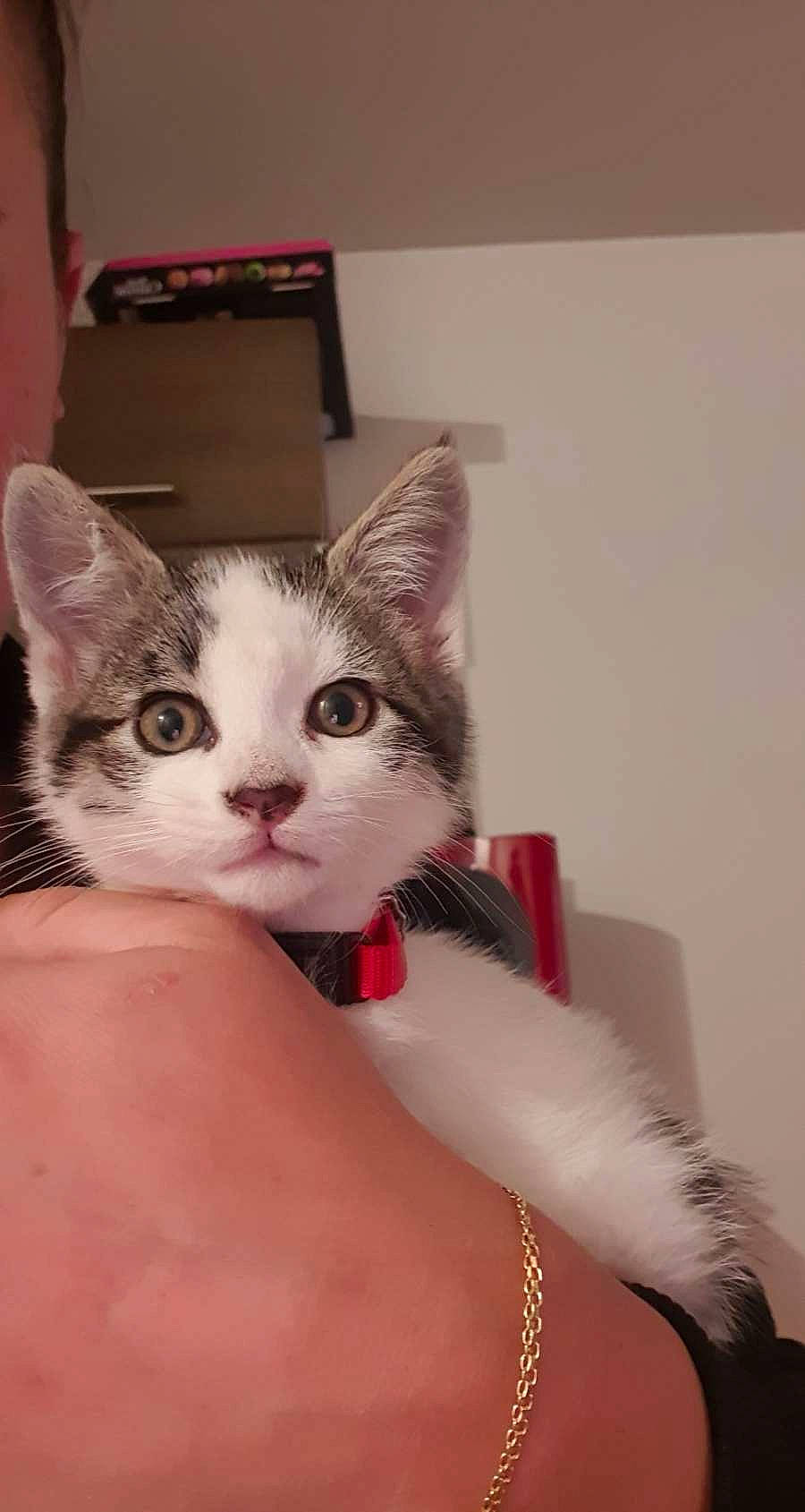 Syrius participe au concours pour gagner de l'argent avec cette photo : box, carnivore, cat, comfort, couch, domestic_short_haired_cat, ear, eye, eyelash, fawn, felidae, fur, head, human_body, iris, small_to_medium_sized_cats, snout, tail, whiskers, wrist