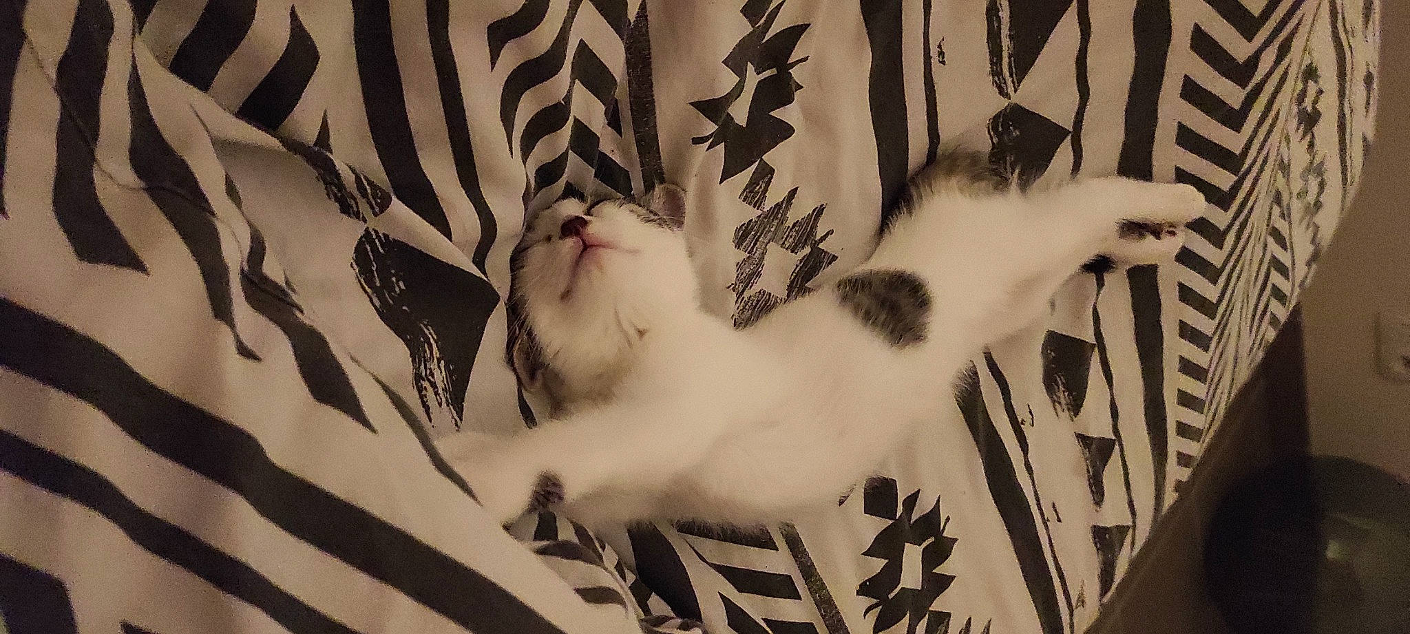 Syrius participe au concours pour gagner de l'argent avec cette photo : black_and_white, carnivore, cat, domestic_short_haired_cat, fawn, felidae, font, fur, mammal, monochrome, monochrome_photography, pattern, paw, room, small_to_medium_sized_cats, style, tail, vertebrate, visual_arts, whiskers