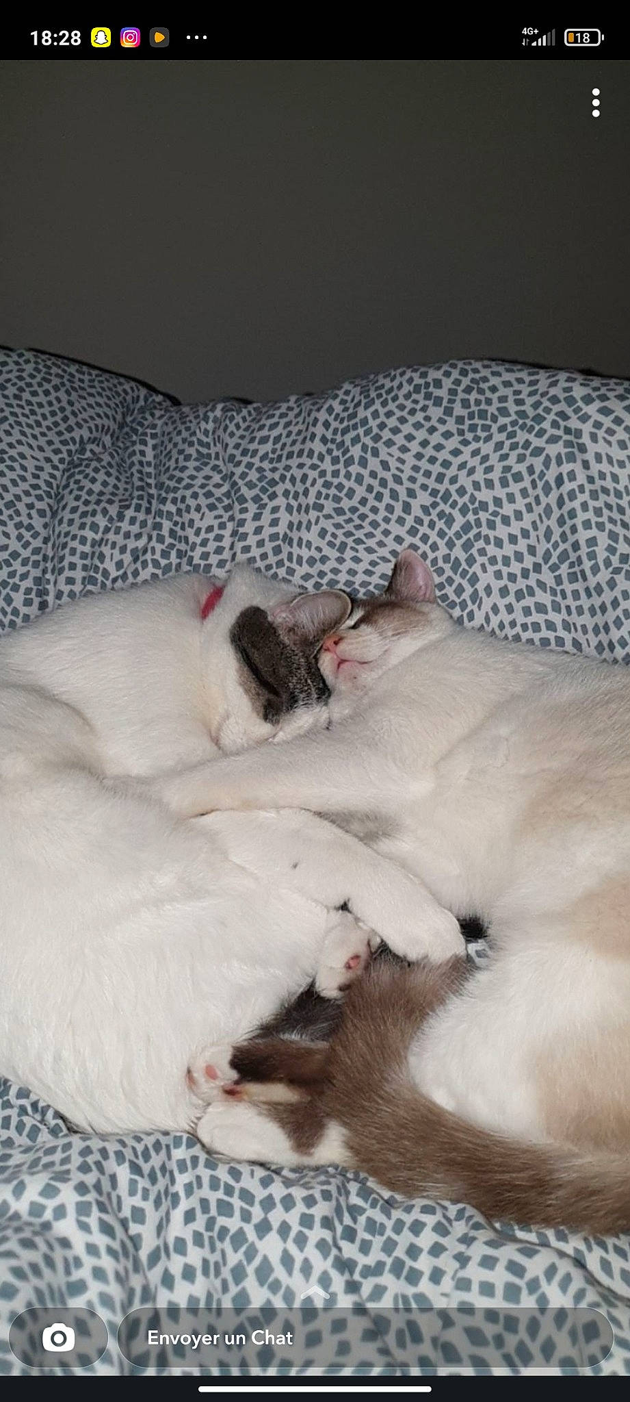 Syrius a rejoint le concours — aidez-le/la à gagner de superbes lots ! canidae, carnivore, cat, comfort, companion_dog, dog_breed, domestic_short_haired_cat, duvet, fawn, felidae, flooring, fur, linens, nap, paw, room, small_to_medium_sized_cats, sporting_group, tail, whiskers