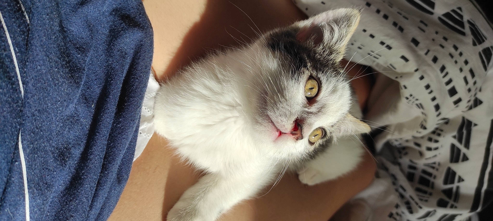 Syrius participe au concours pour gagner de l'argent avec cette photo : carnivore, cat, claw, domestic_short_haired_cat, ear, felidae, fur, paw, small_to_medium_sized_cats, snout, tail, whiskers