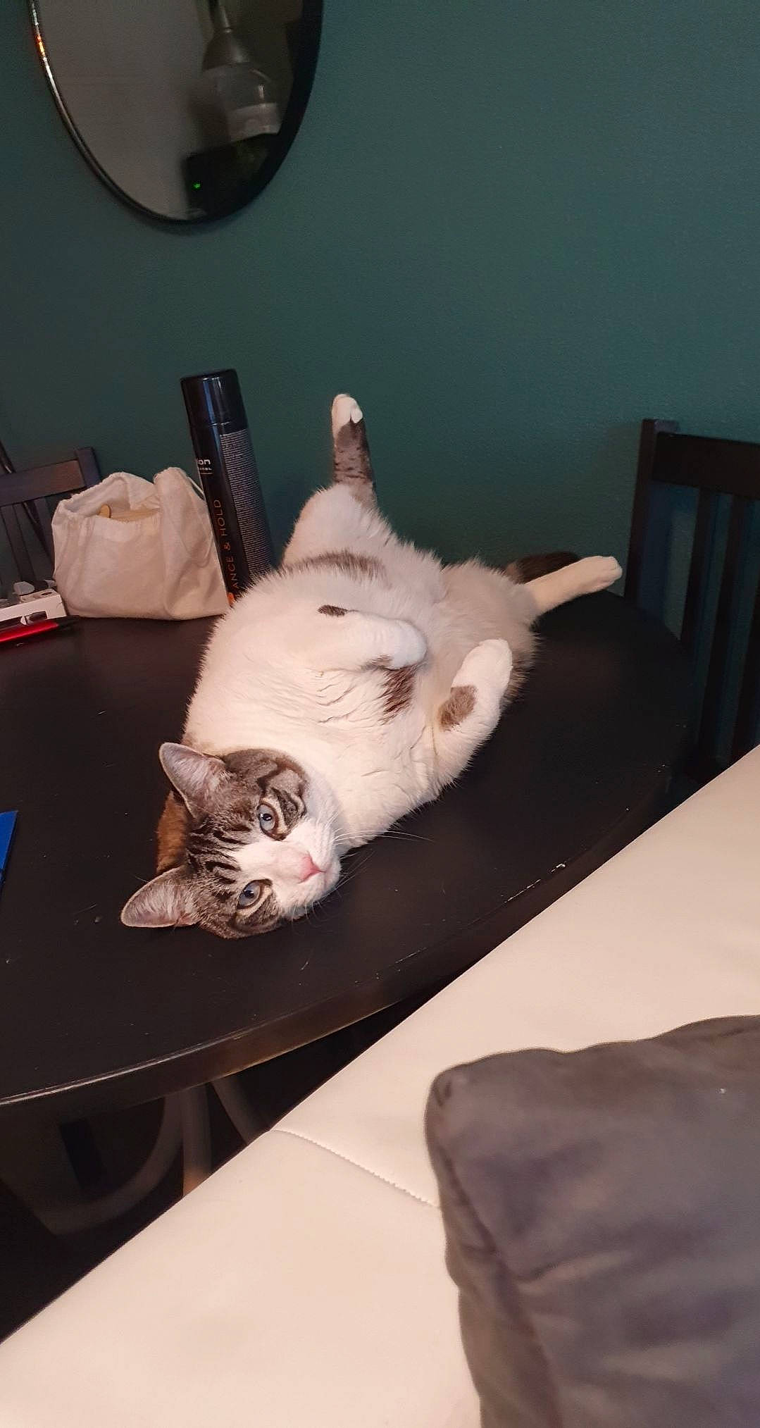 Nike a rejoint le concours — aidez-le/la à gagner de superbes lots ! carnivore, cat, chair, clock, comfort, companion_dog, domestic_short_haired_cat, fawn, felidae, fur, grey, hardwood, linens, paw, small_to_medium_sized_cats, snout, table, tail, whiskers, wood