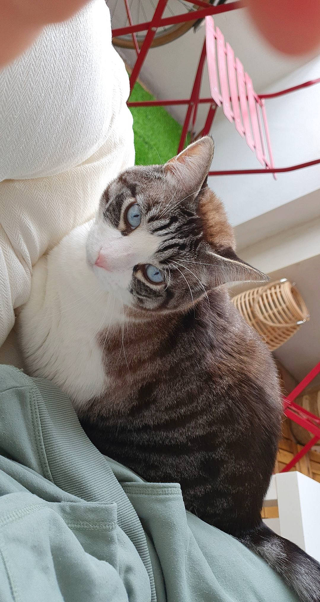 Nike participe au concours pour gagner de l'argent avec cette photo : carnivore, cat, cat_supply, claw, comfort, domestic_short_haired_cat, felidae, fur, grey, paw, sitting, small_to_medium_sized_cats, snout, tail, whiskers, white