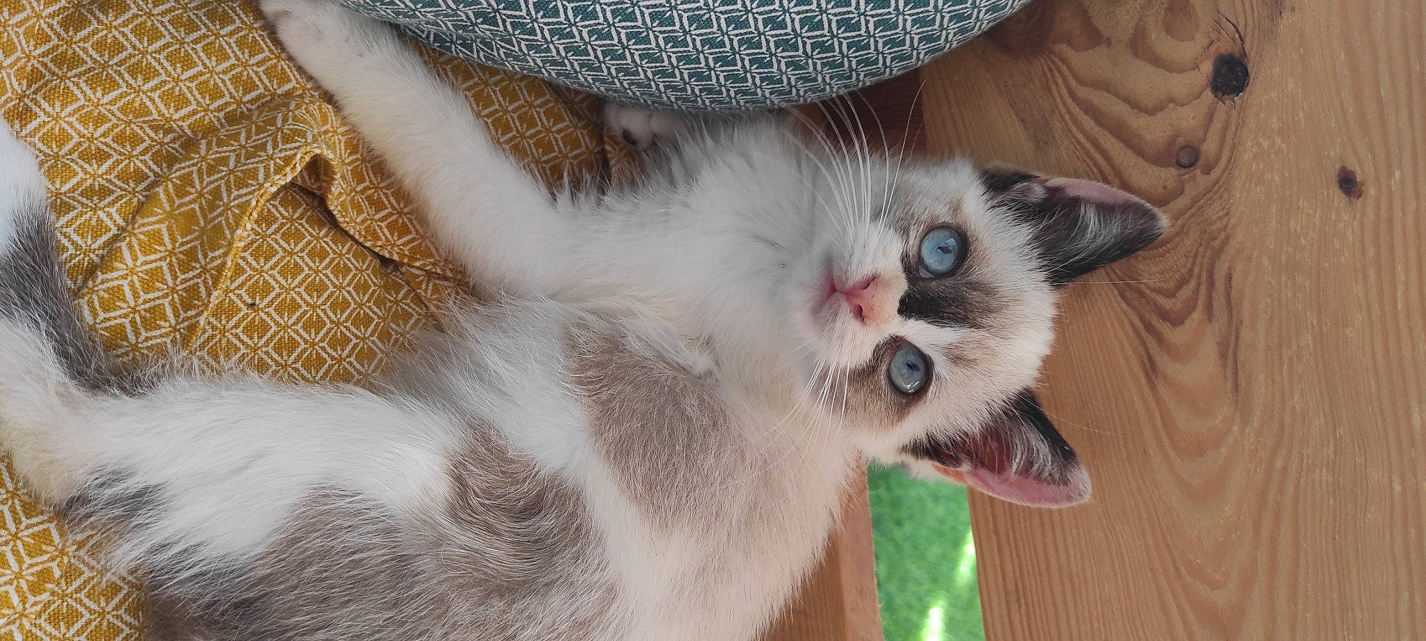 Syrah participe au concours pour gagner de l'argent avec cette photo : carnivore, cat, claw, collar, domestic_short_haired_cat, eye, fang, fawn, felidae, fur, head, nose, paw, small_to_medium_sized_cats, snout, tail, thai, whiskers