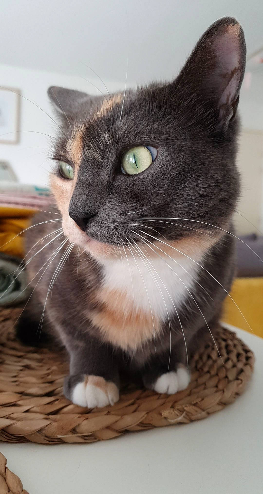 Pepouze a rejoint le concours — aidez-le/la à gagner de superbes lots ! black_cat, carnivore, cat, domestic_short_haired_cat, felidae, fur, grey, monochrome_photography, paw, pet_supply, small_to_medium_sized_cats, snout, terrestrial_animal, whiskers, window