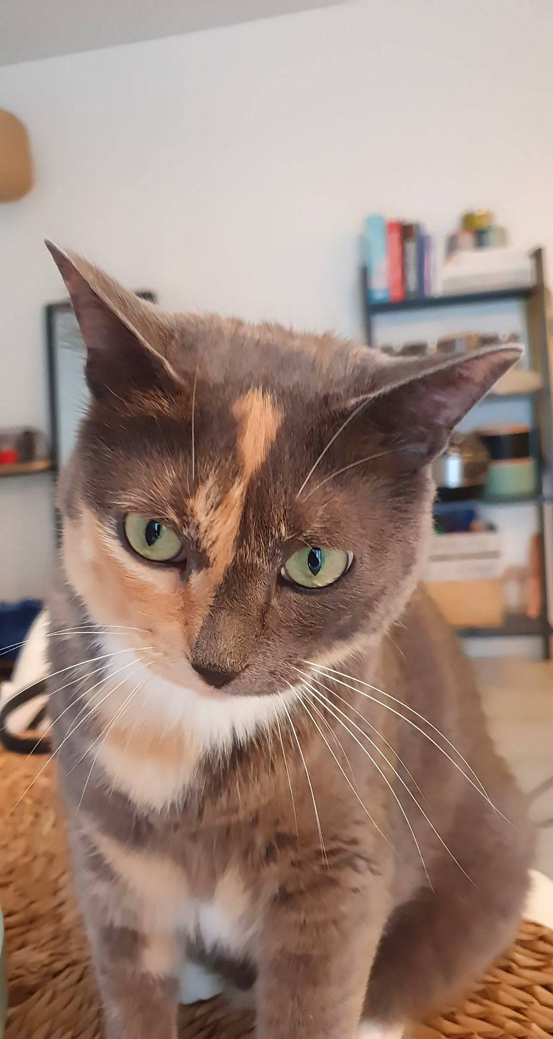 Pepouze participe au concours pour gagner de l'argent avec cette photo : box, carnivore, cat, close_up, domestic_short_haired_cat, ear, fawn, felidae, fur, iris, small_to_medium_sized_cats, snout, terrestrial_animal, whiskers, window