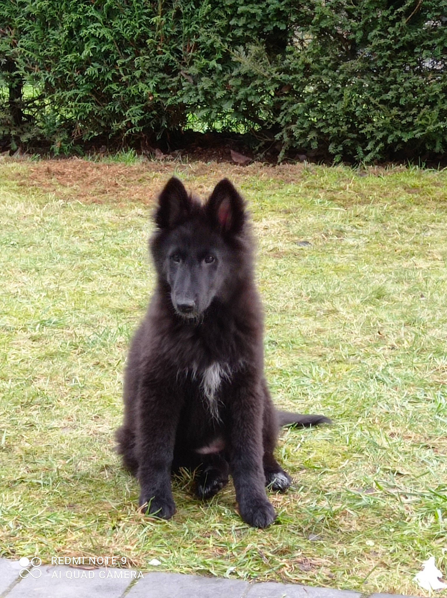 Ruby a rejoint le concours — aidez-le/la à gagner de superbes lots ! canidae, carnivore, companion_dog, dog_breed, fawn, fur, german_spitz, german_spitz_klein, german_spitz_mittel, grass, non_sporting_group, plant, snout, sporting_group, tail, terrestrial_animal, tints_and_shades, working_animal, working_dog