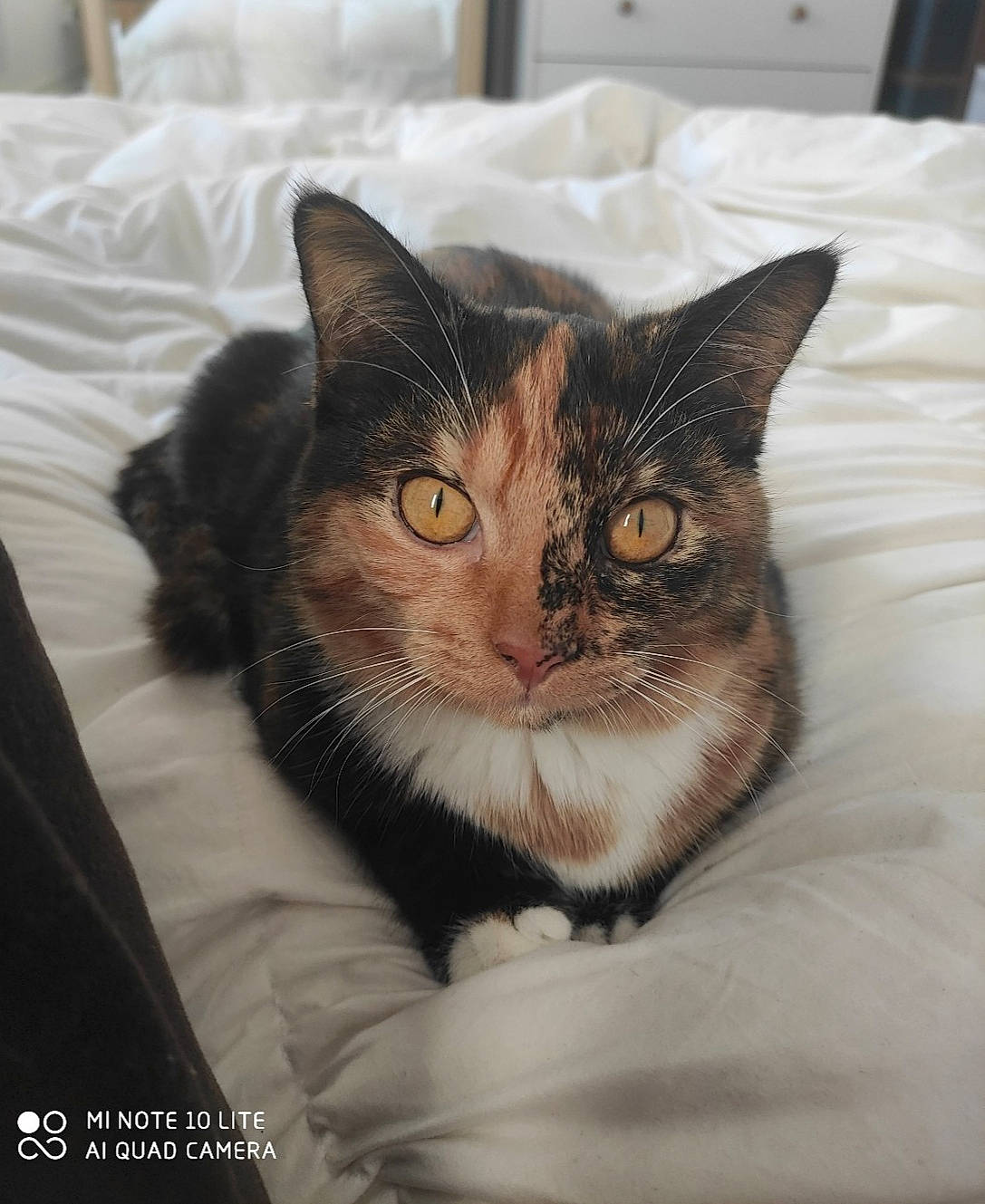 Lyra participe au concours pour gagner de l'argent avec cette photo : box, cardboard, carnivore, cat, cat_supply, comfort, domestic_short_haired_cat, felidae, fur, grey, mammal, paw, pet_supply, sitting, small_to_medium_sized_cats, snout, tail, vertebrate, whiskers, window