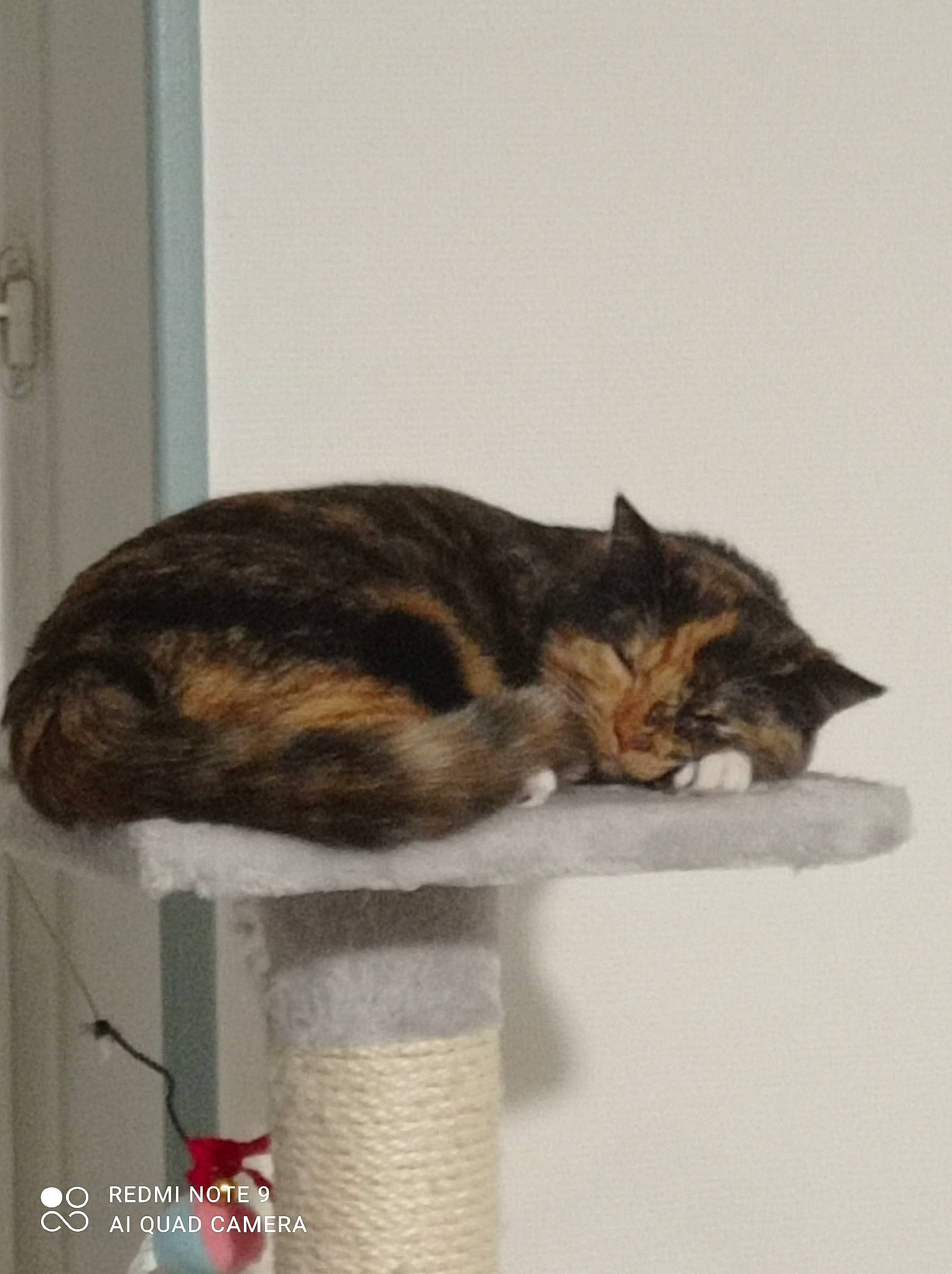 Lyra participe au concours pour gagner de l'argent avec cette photo : art, carnivore, cat, cat_supply, claw, comfort, domestic_short_haired_cat, door, felidae, fur, paw, room, small_to_medium_sized_cats, snout, tail, terrestrial_animal, whiskers, window, wood