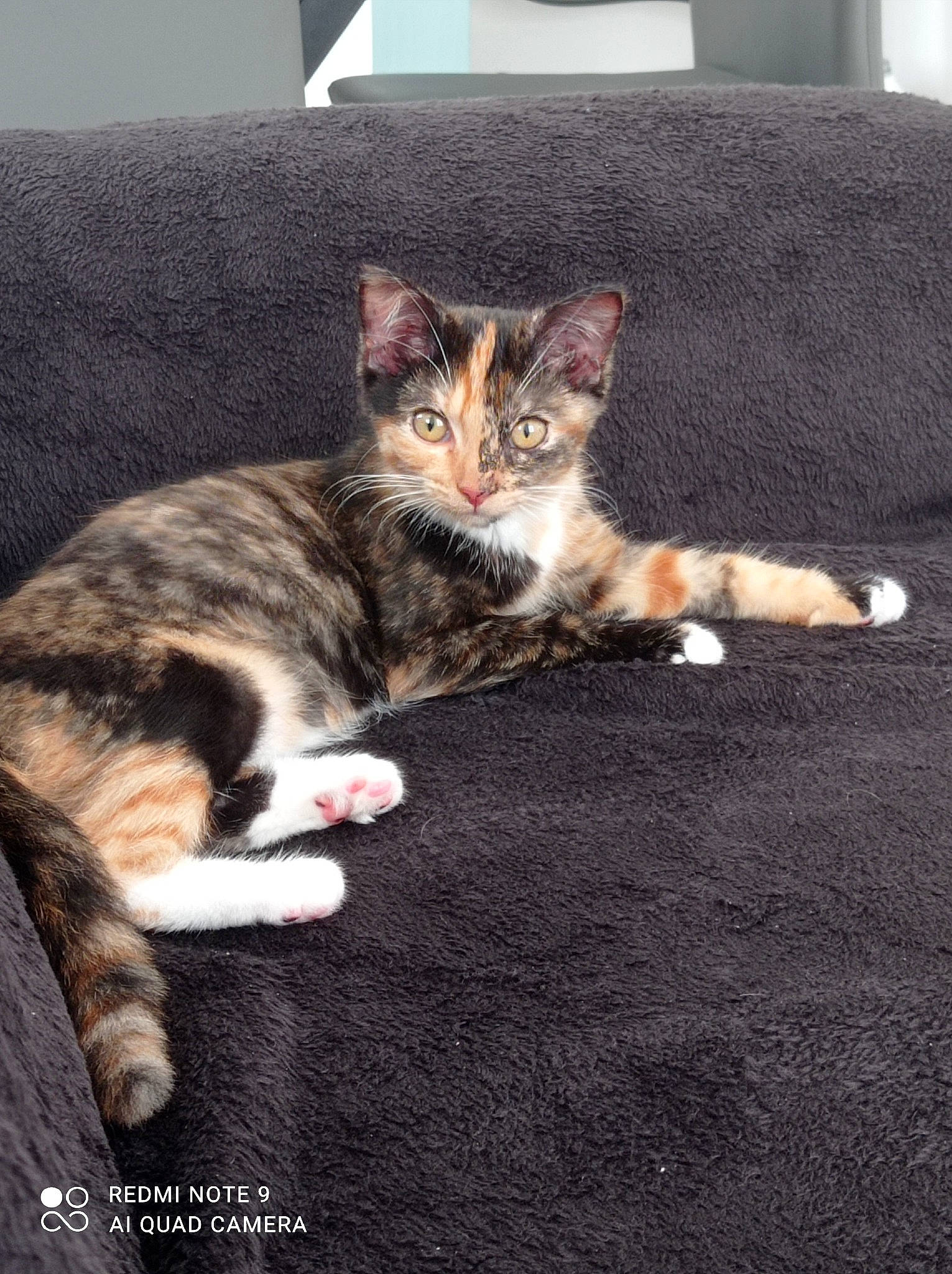 Lyra a rejoint le concours — aidez-le/la à gagner de superbes lots ! carnivore, cat, claw, comfort, couch, domestic_short_haired_cat, felidae, flooring, fur, hardwood, living_room, paw, picture_frame, sitting, small_to_medium_sized_cats, snout, tail, whiskers, wood