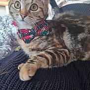 Aby participe au concours pour gagner de l'argent avec cette photo : cat, kitten, tabby, bow_tie, pet, indoor, holiday, christmas_tree, decorations, furniture, blanket, curious, wide_eyes, alert, living_room, cozy, cute, animal, young_cat, relaxed
